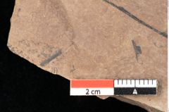 Foto (Detailsansicht) von Quercus palaeoilex Ettingshausen (NHMW-GEO-2024-0188-0834)